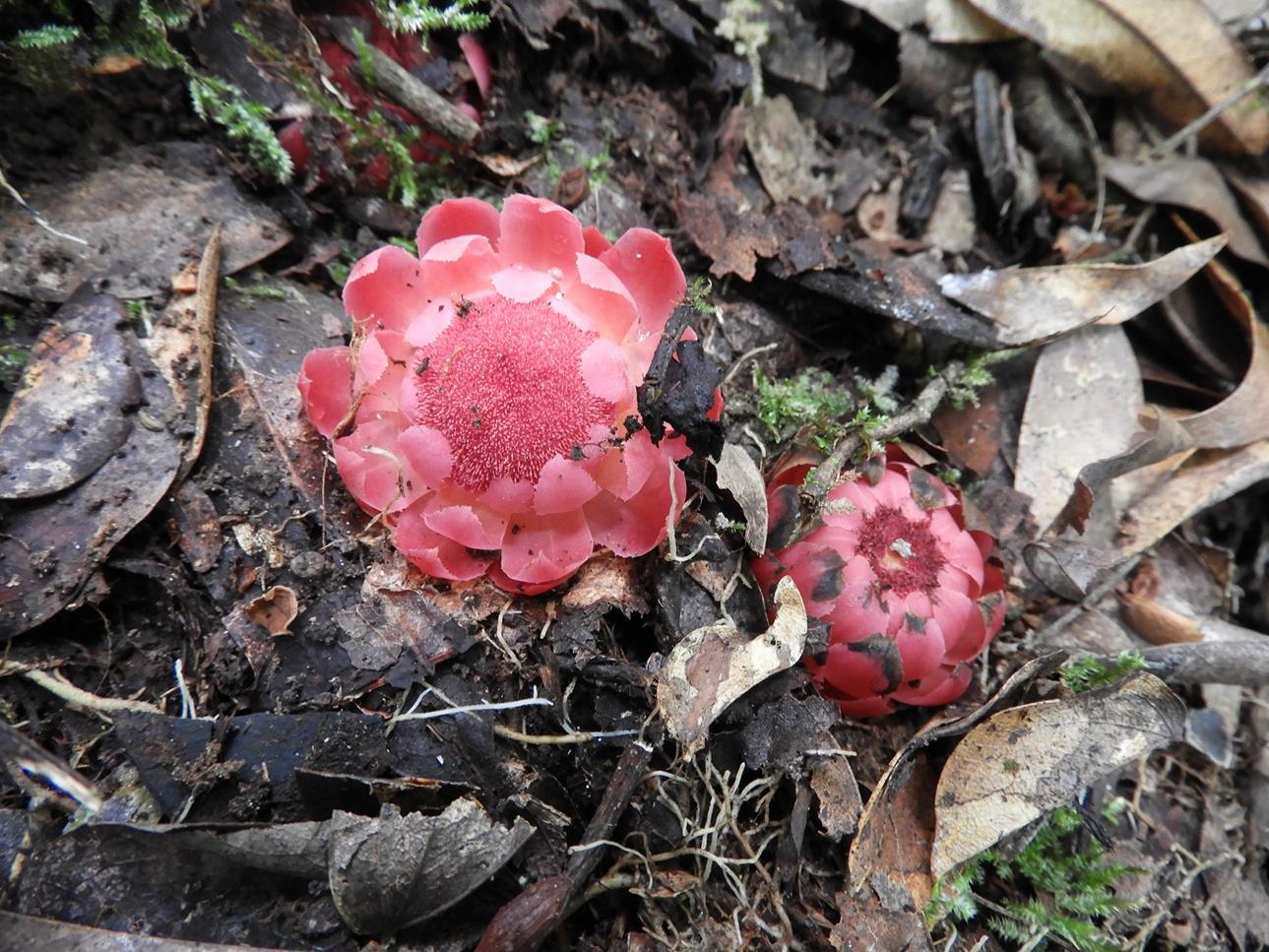 Thonningia sanguinea