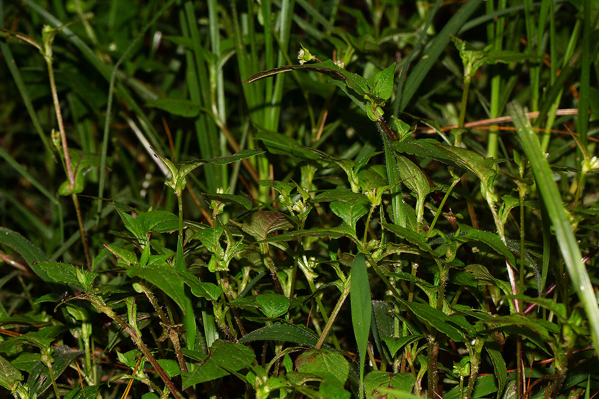 Persicaria nepalensis Persicaria nepalensis