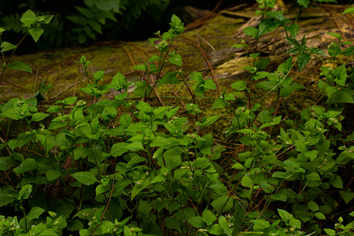 Persicaria nepalensis Persicaria nepalensis