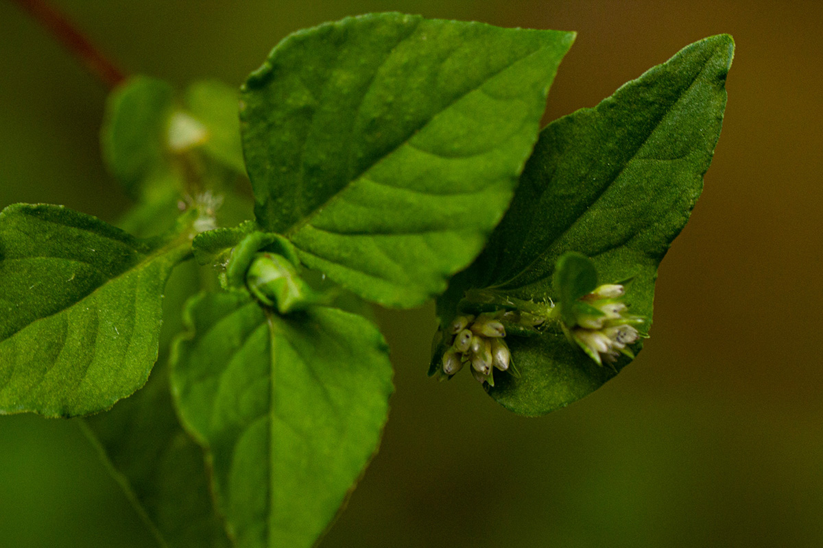 Persicaria nepalensis Persicaria nepalensis
