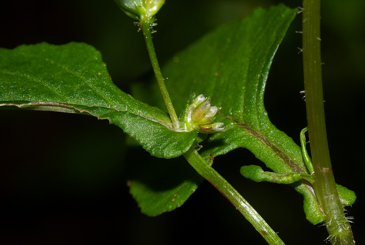 Persicaria nepalensis Persicaria nepalensis