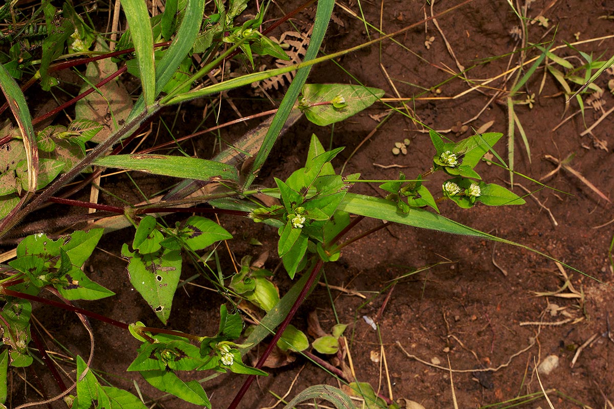 Persicaria nepalensis Persicaria nepalensis