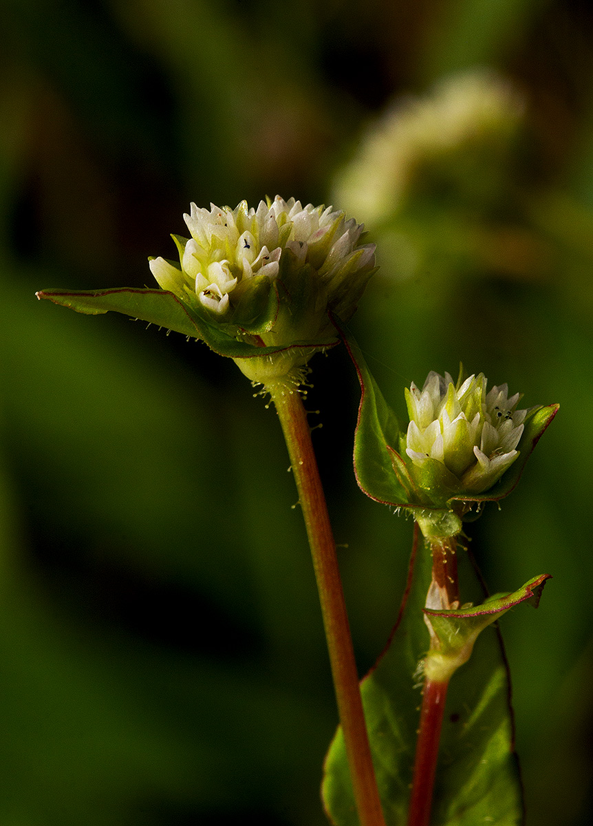 Persicaria nepalensis Persicaria nepalensis
