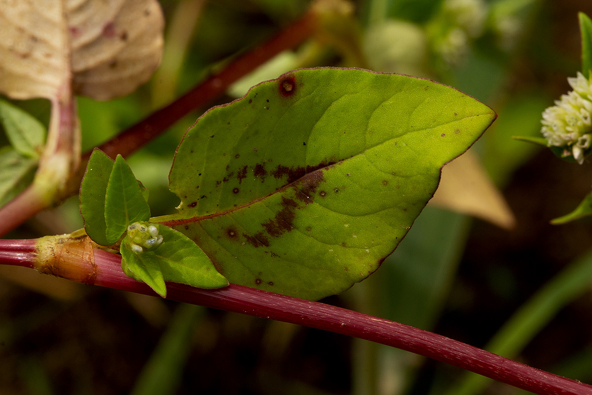 Persicaria nepalensis Persicaria nepalensis