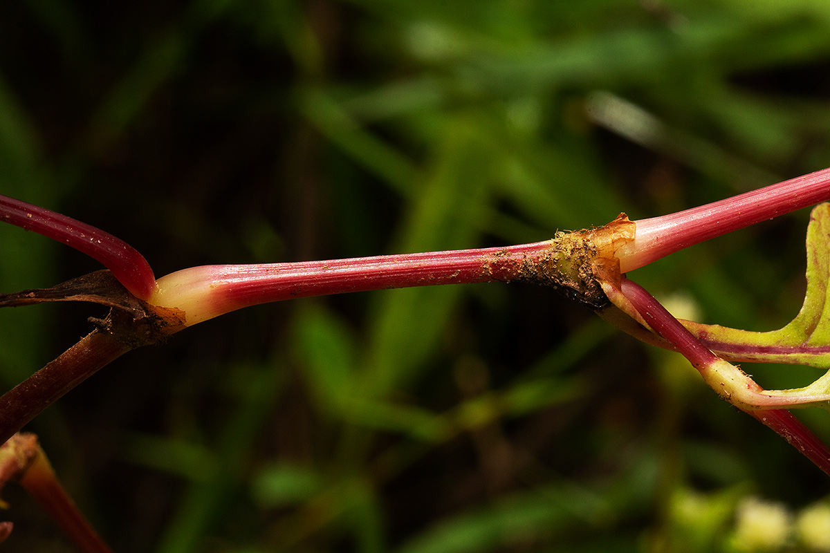 Persicaria nepalensis Persicaria nepalensis