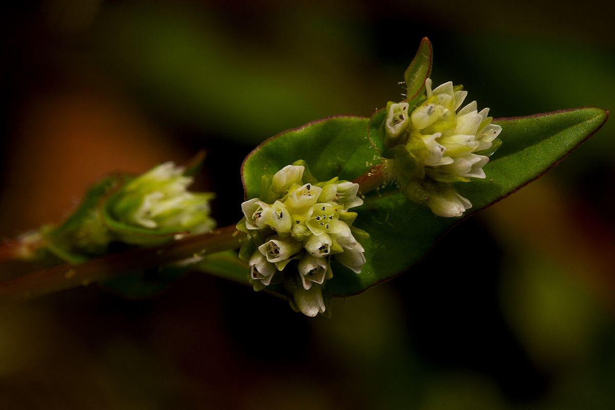 Persicaria nepalensis Persicaria nepalensis