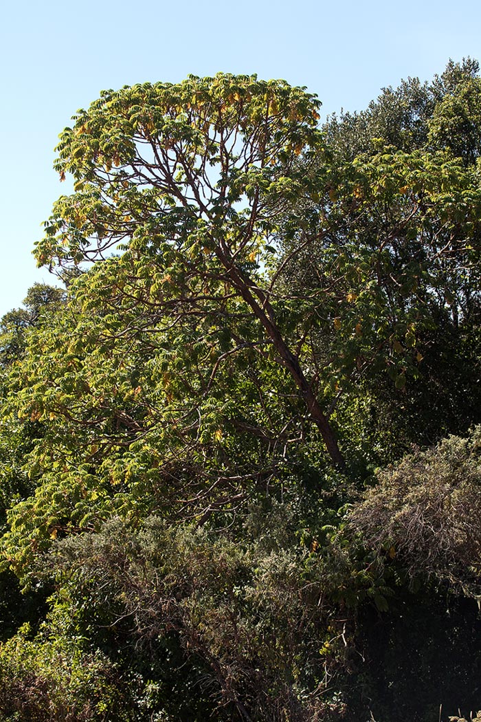 Hagenia abyssinica Hagenia abyssinica