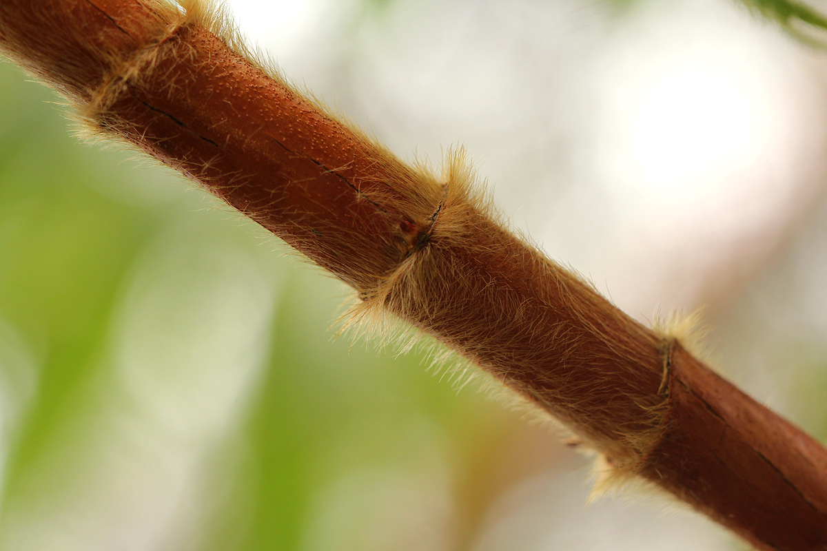 Hagenia abyssinica Hagenia abyssinica