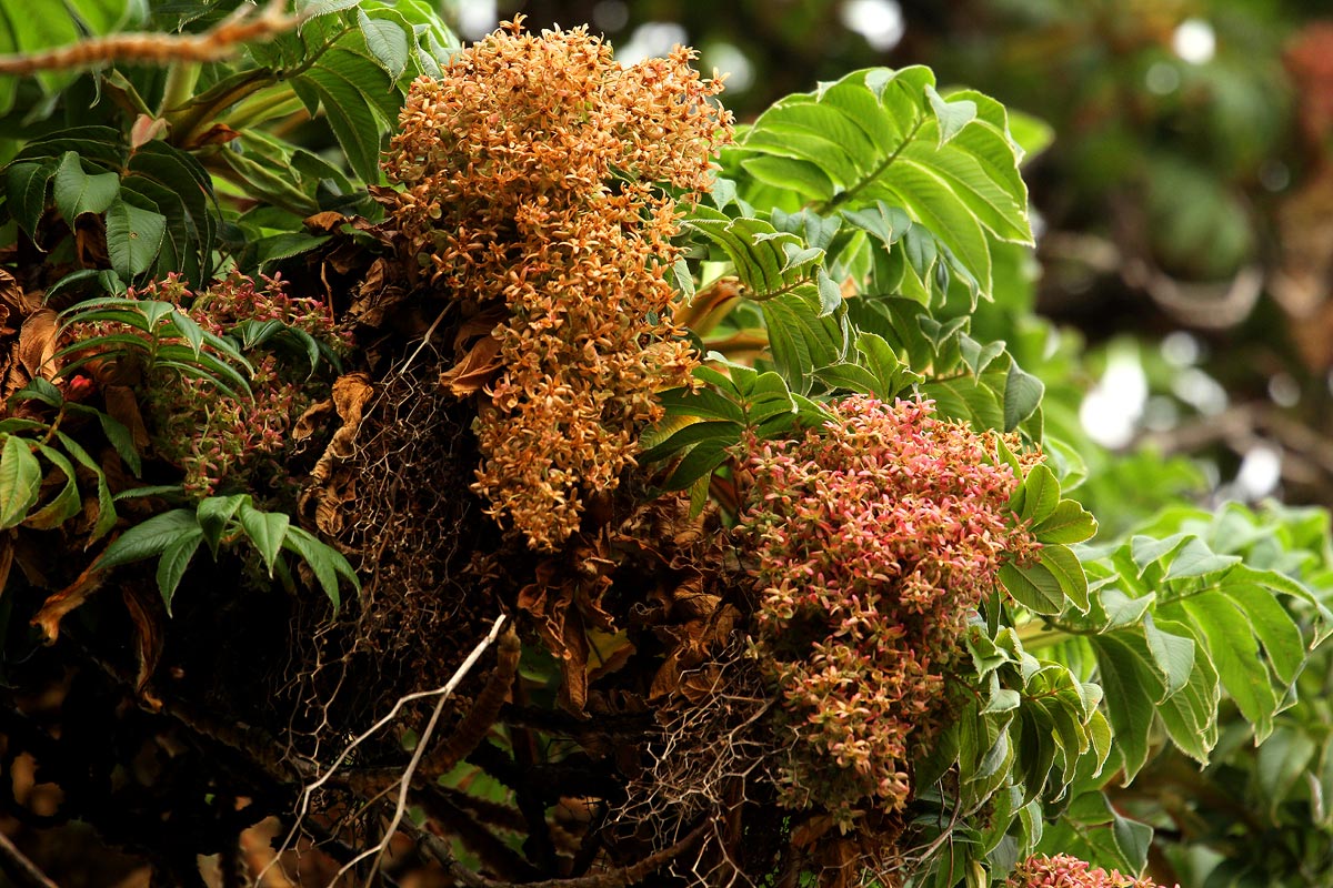 Hagenia abyssinica Hagenia abyssinica