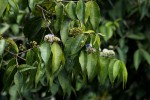 Memecylon myrianthum
