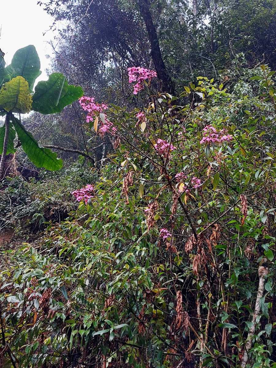 Dichaetanthera corymbosa
