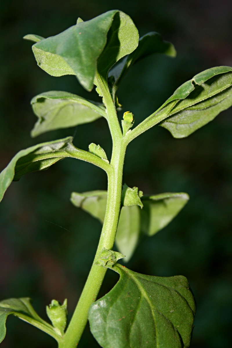 Tetragonia tetragonioides