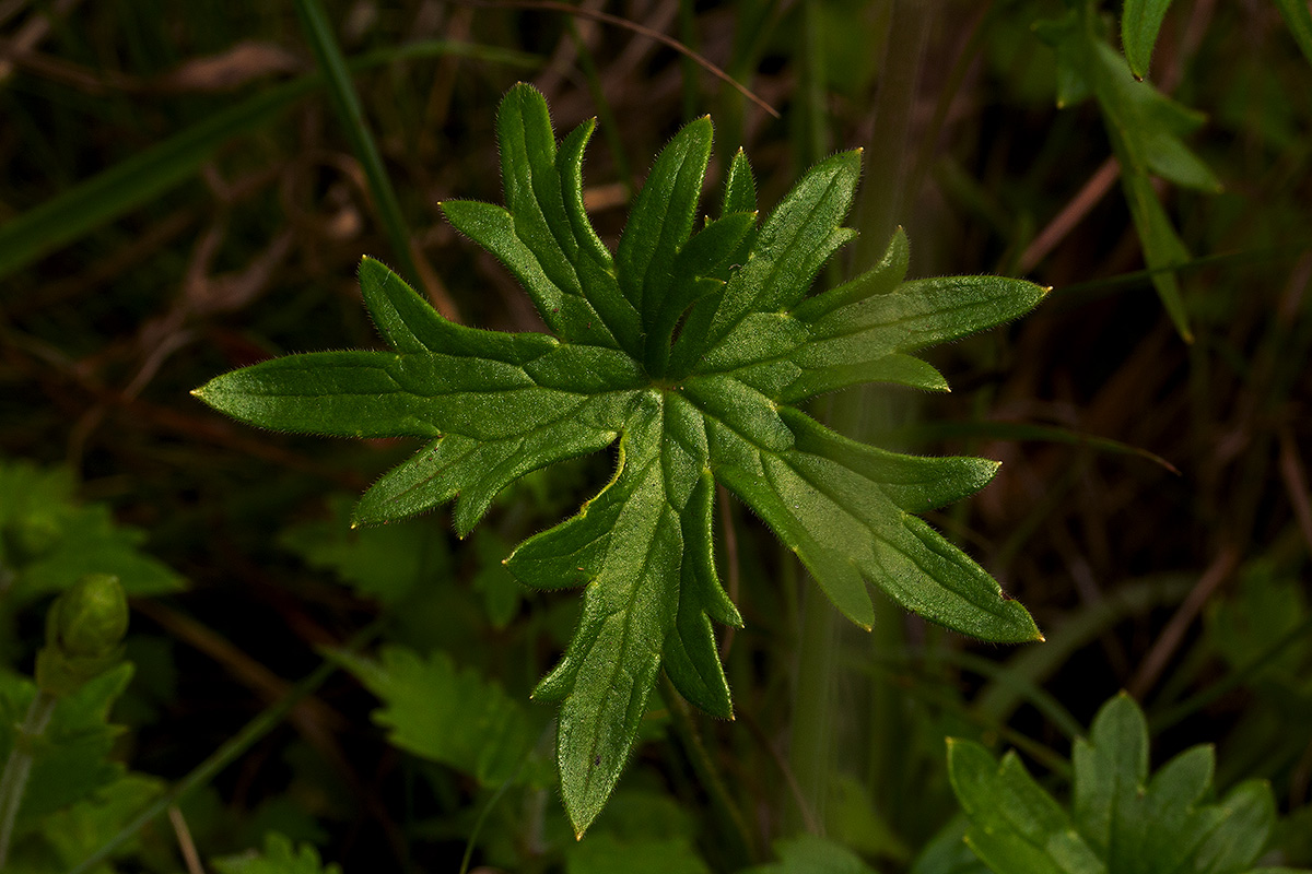 Delphinium leroyi