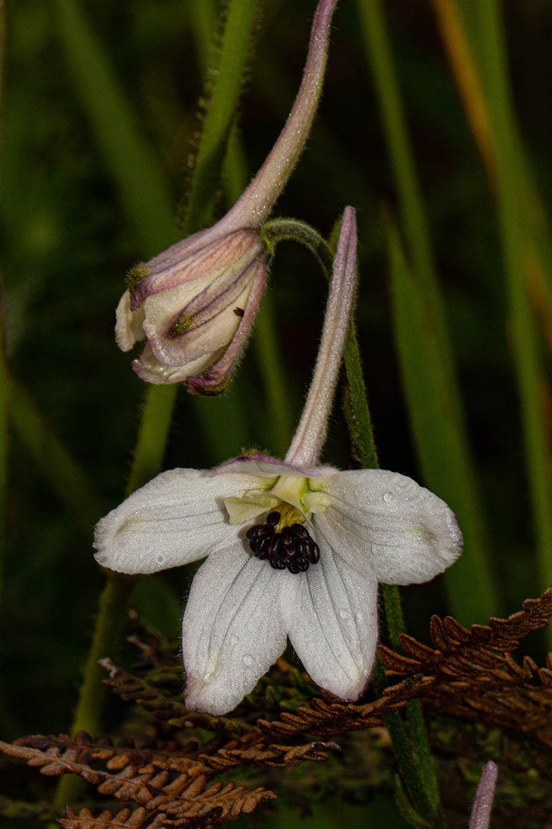 Delphinium leroyi