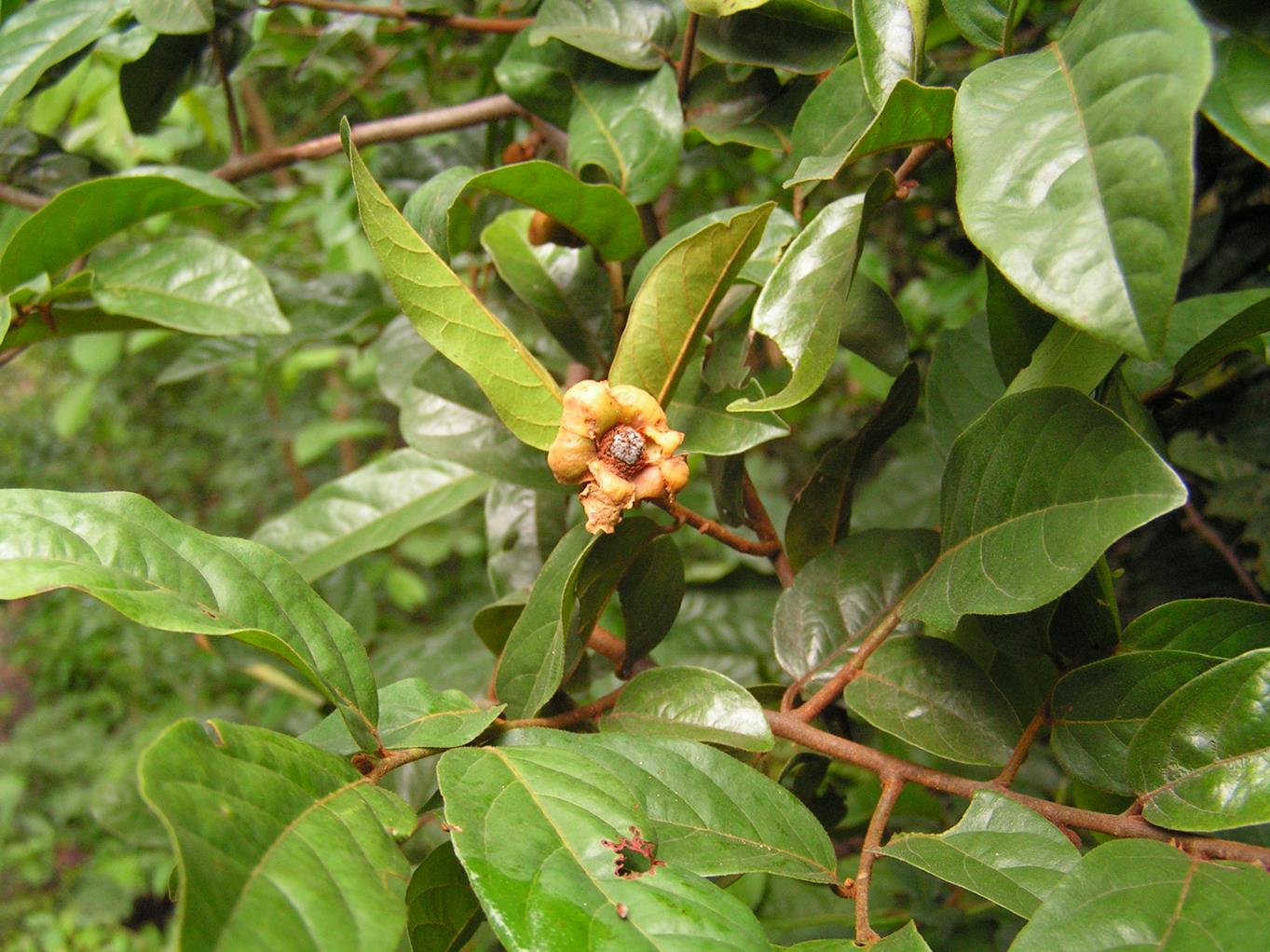 Uvaria angolensis Uvaria angolensis