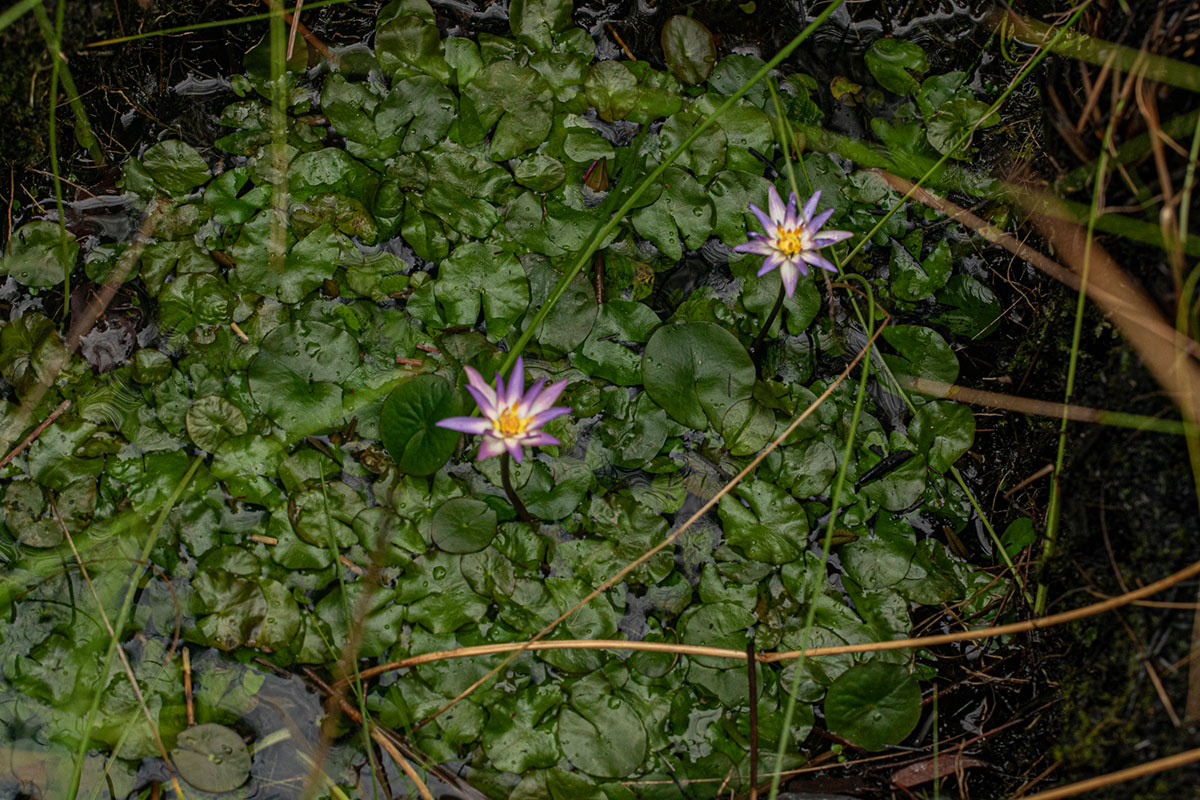 Nymphaea heudelotii Nymphaea heudelotii