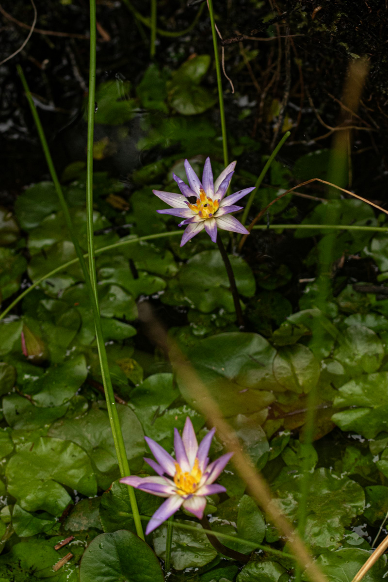 Nymphaea heudelotii