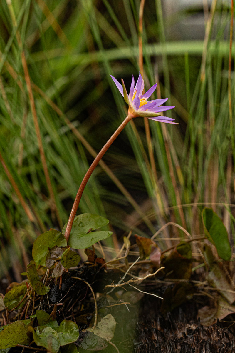 Nymphaea heudelotii Nymphaea heudelotii