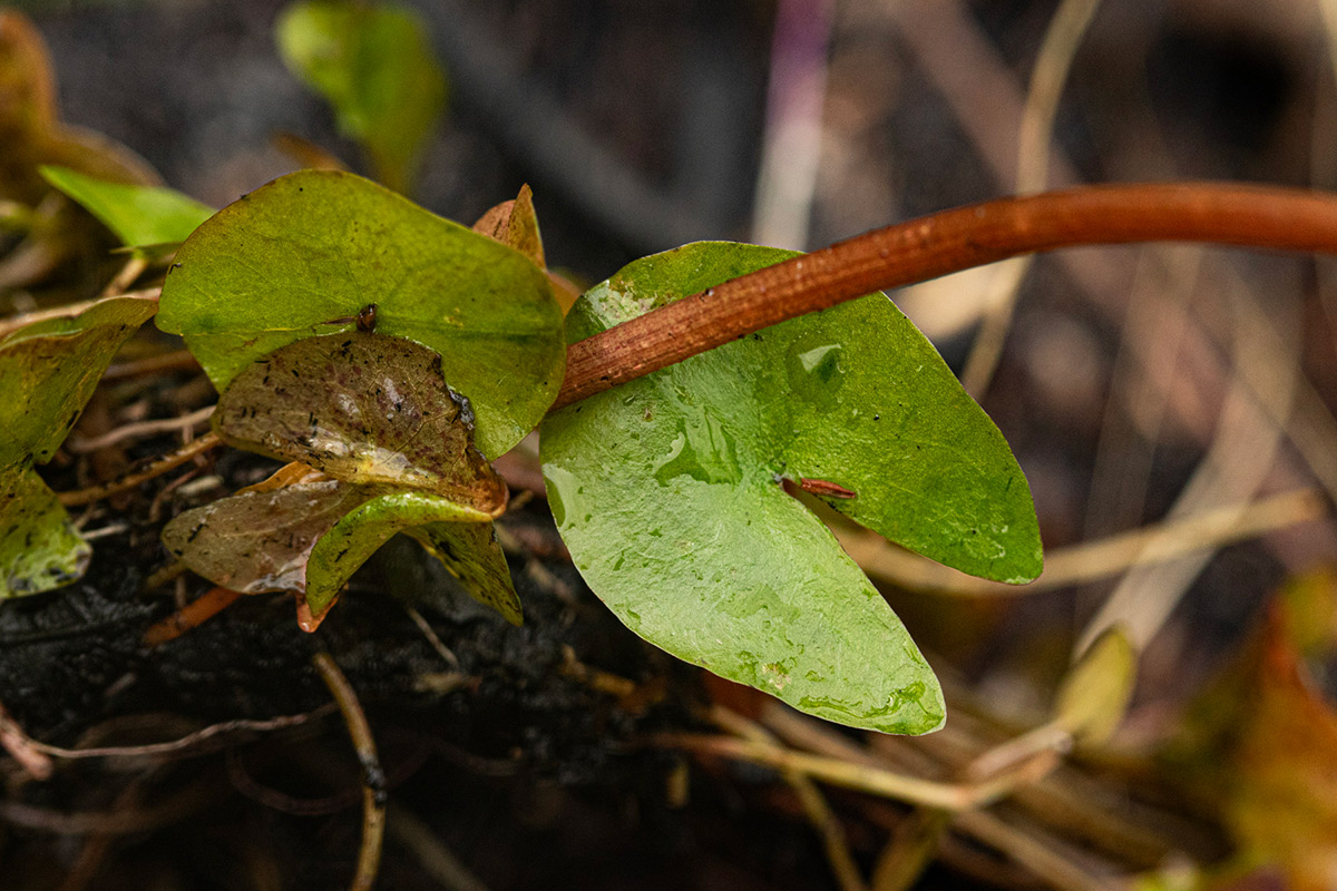 Nymphaea heudelotii Nymphaea heudelotii