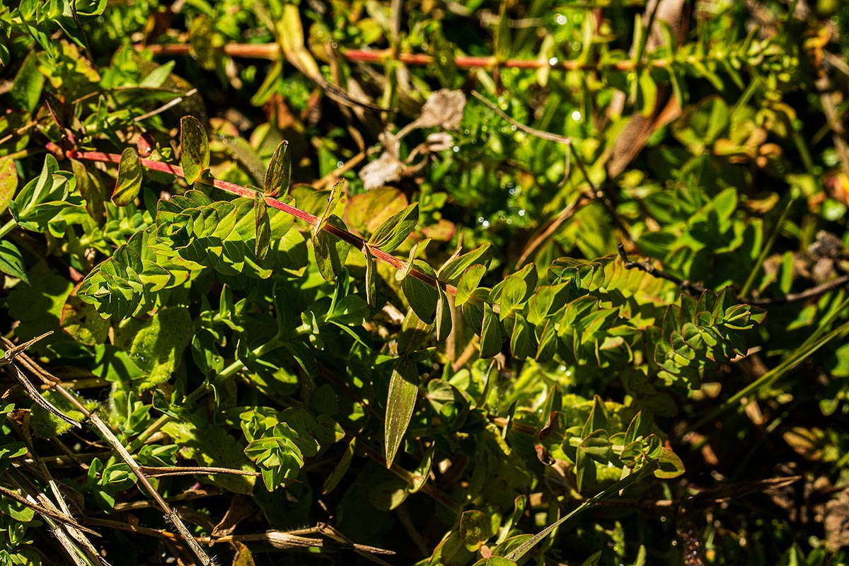 Hypericum scioanum Hypericum scioanum