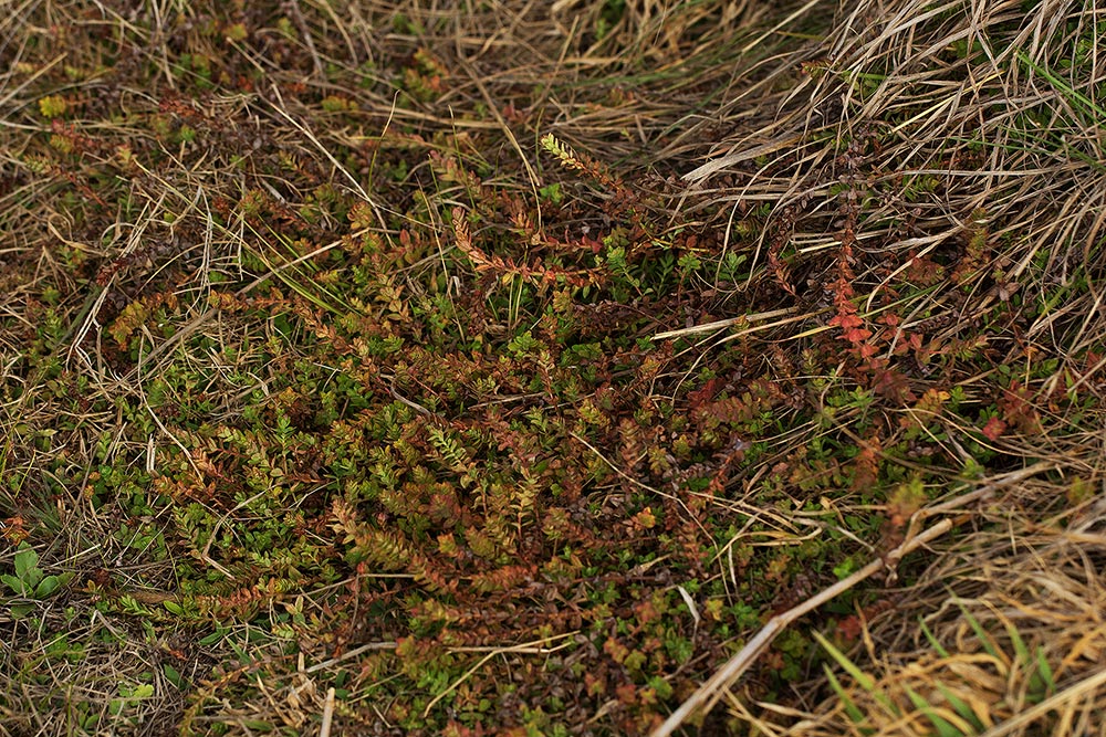 Hypericum scioanum Hypericum scioanum