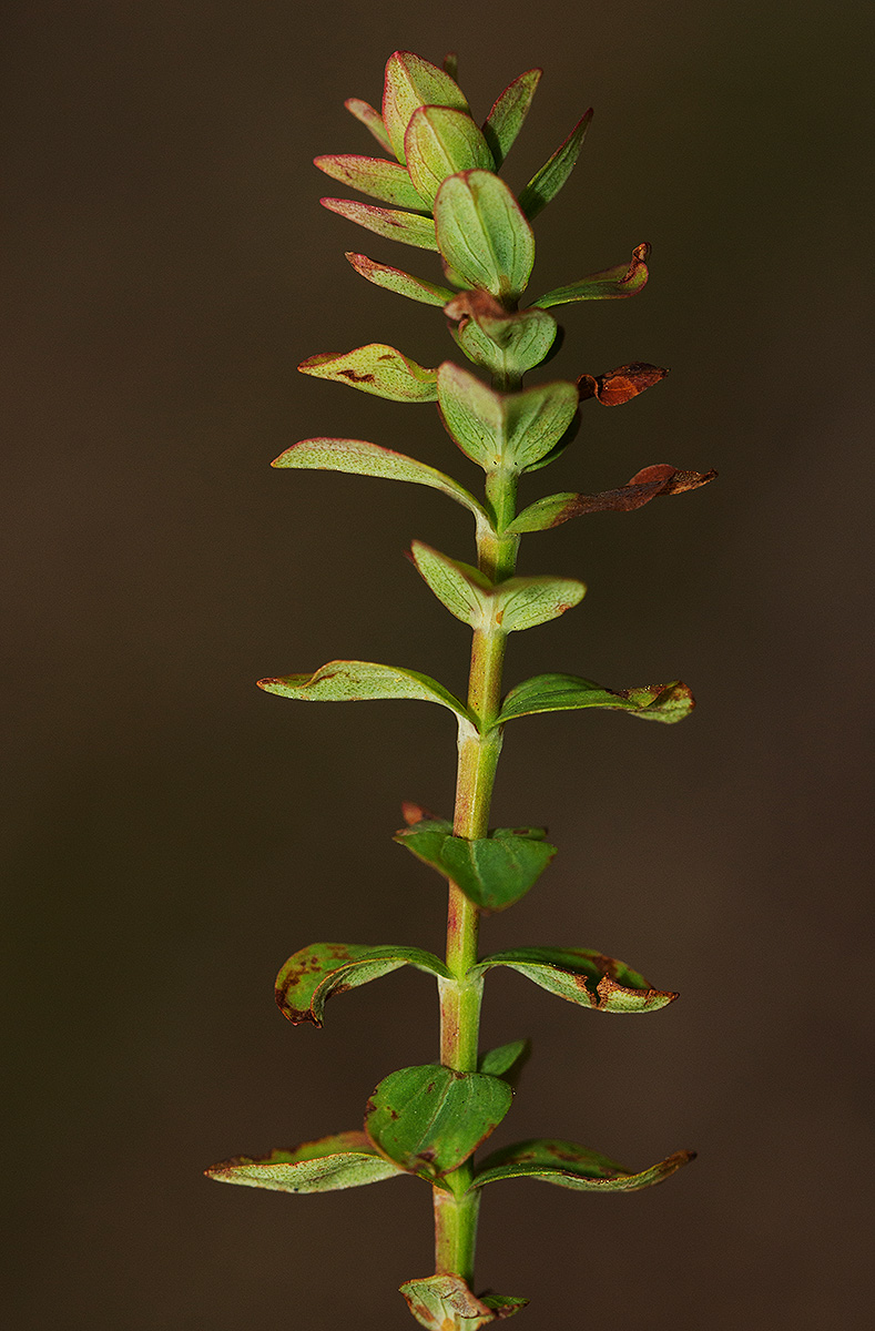 Hypericum scioanum Hypericum scioanum