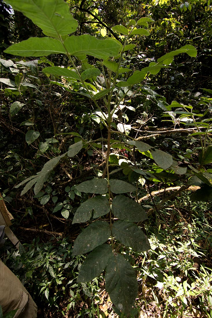 Brucea antidysenterica