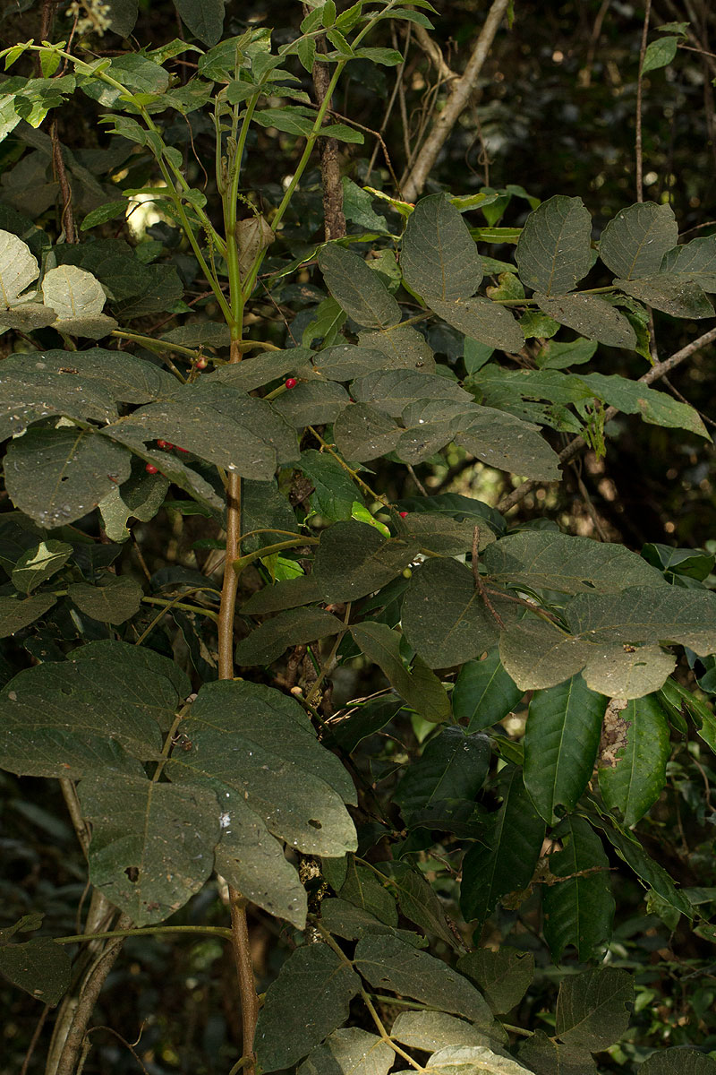 Brucea antidysenterica