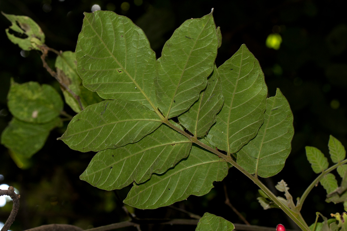 Brucea antidysenterica Brucea antidysenterica