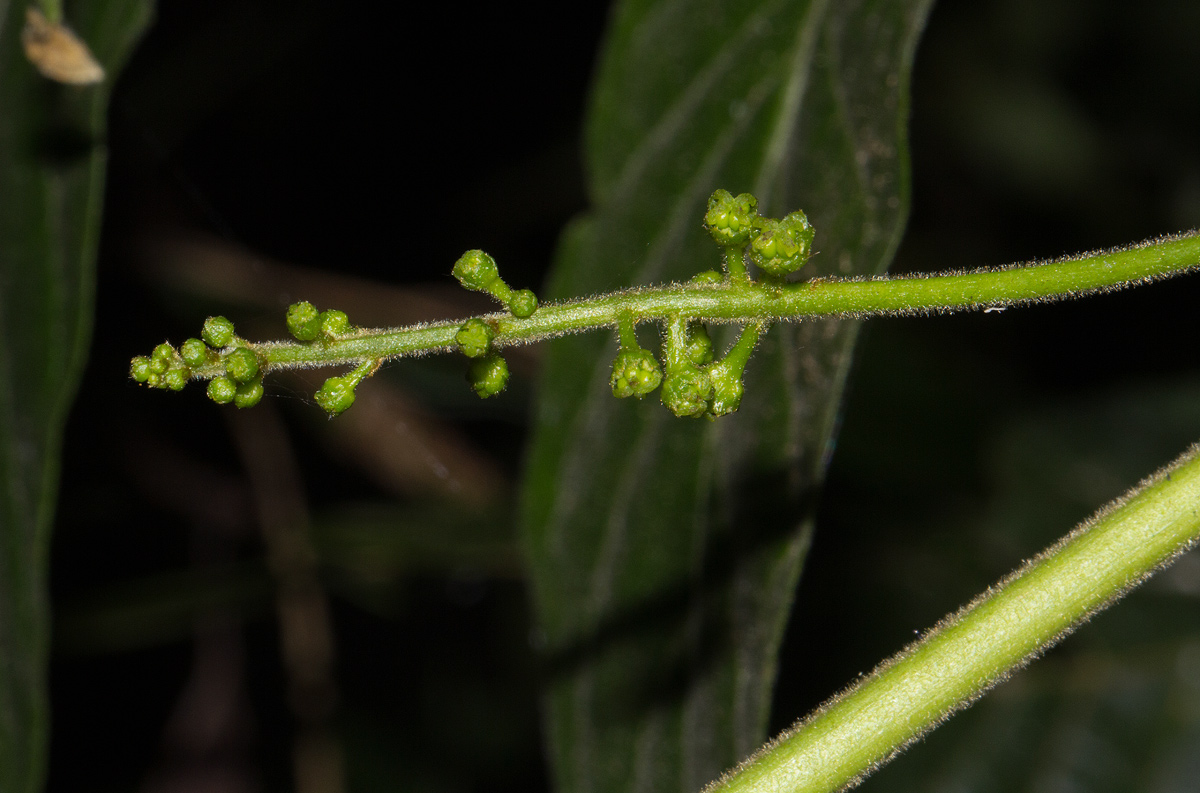 Brucea antidysenterica Brucea antidysenterica