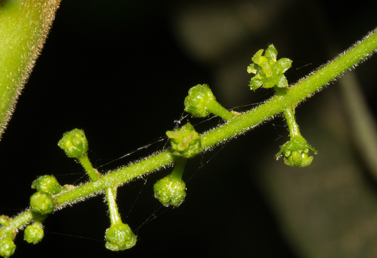 Brucea antidysenterica Brucea antidysenterica