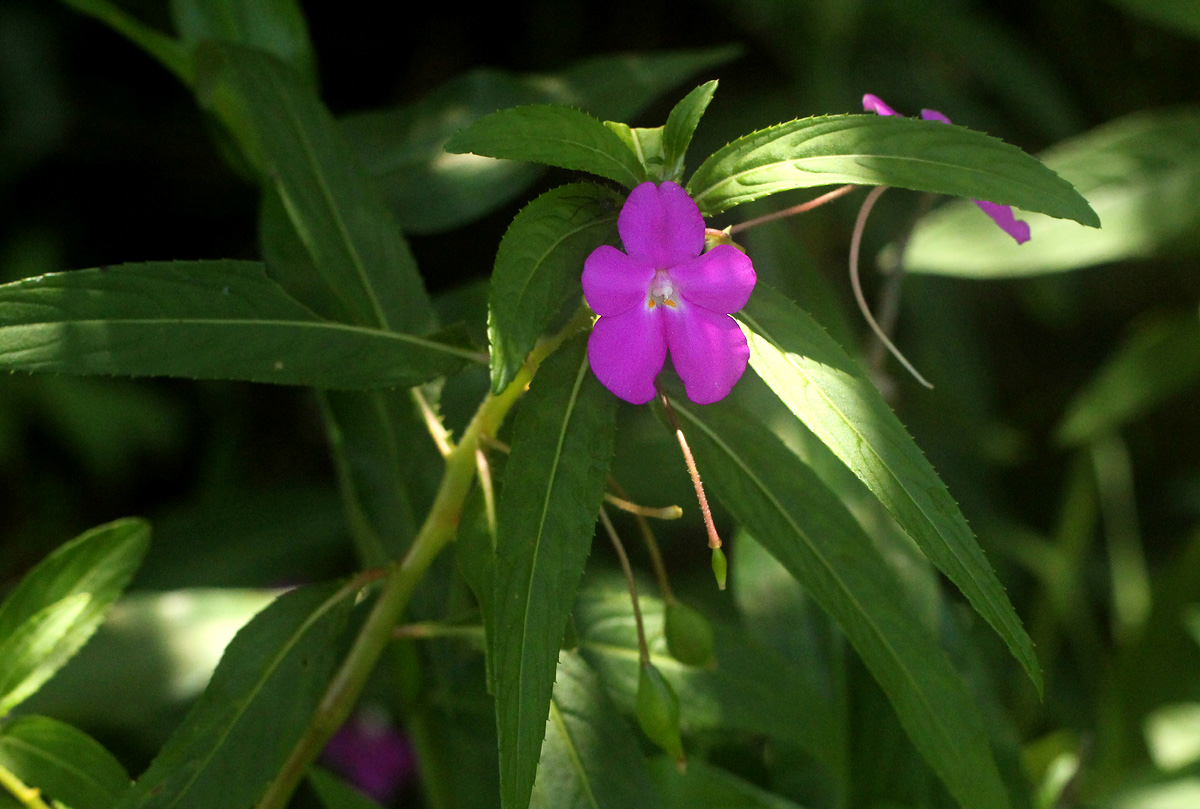 Impatiens irvingii Impatiens irvingii