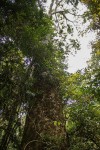 Entandrophragma excelsum
