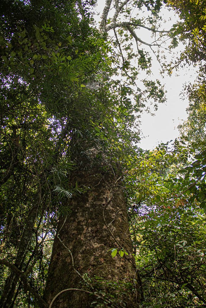 Entandrophragma excelsum