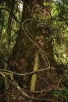 Entandrophragma excelsum