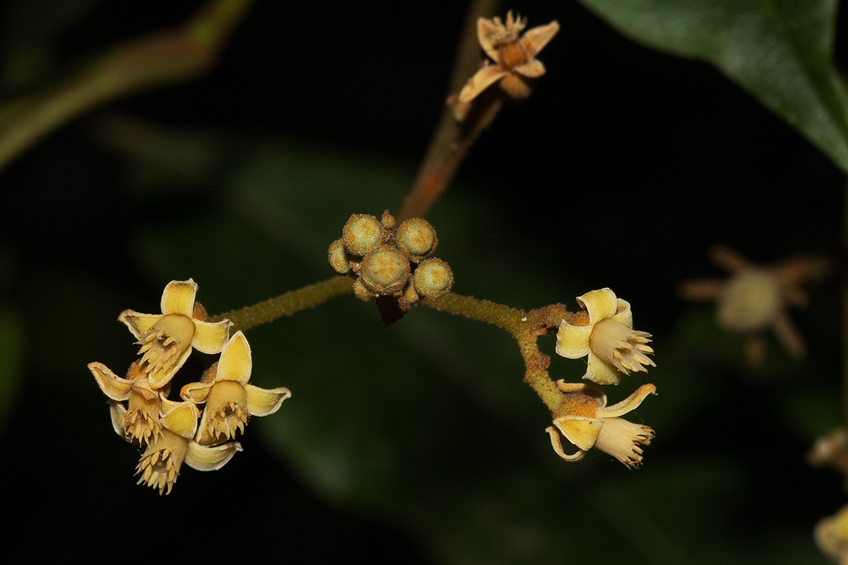 Lepidotrichilia volkensii Lepidotrichilia volkensii