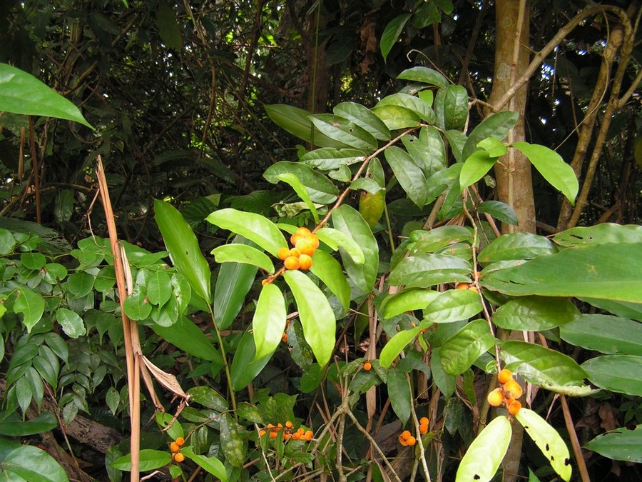 Dichapetalum heudelotii var. heudelotii Dichapetalum heudelotii var. heudelotii