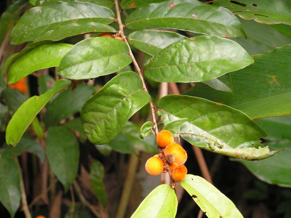 Dichapetalum heudelotii var. heudelotii Dichapetalum heudelotii var. heudelotii