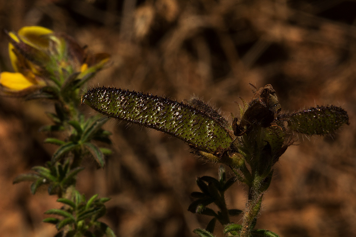 Adenocarpus mannii