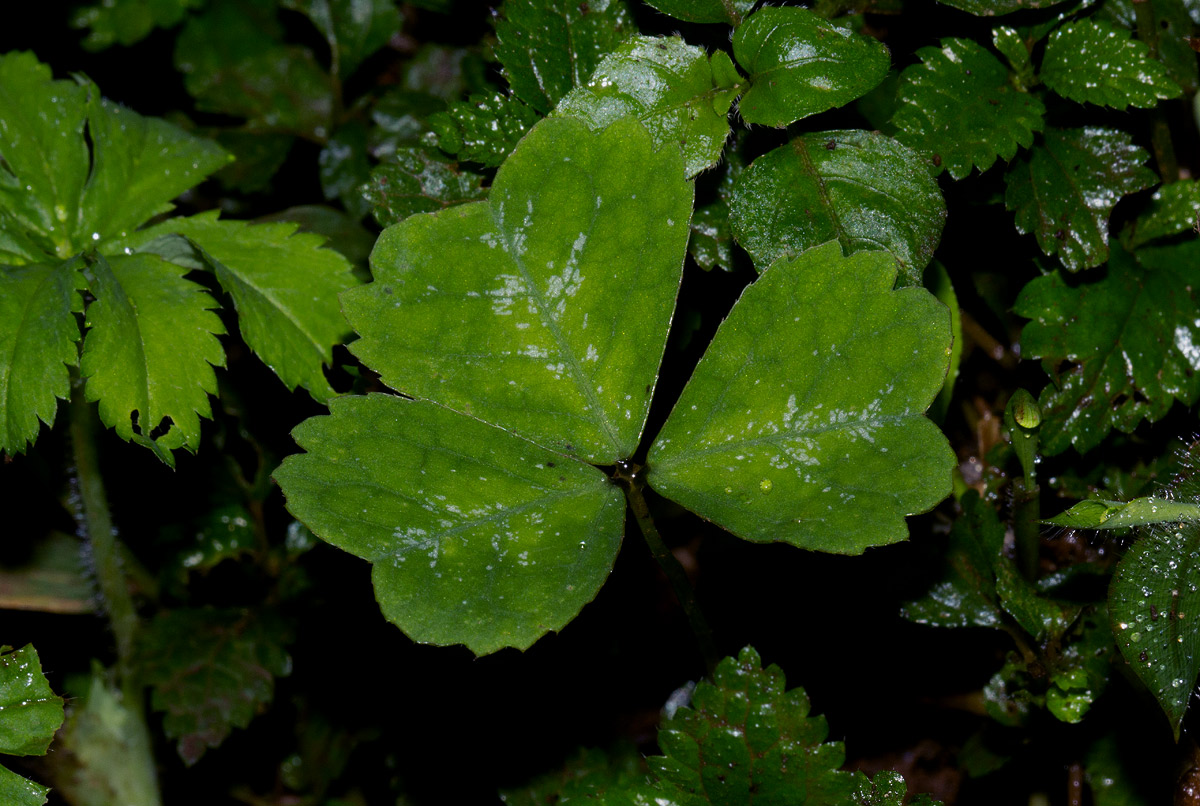 Parochetus africanus