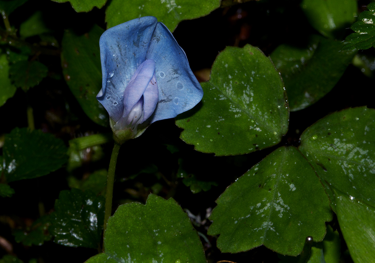 Parochetus africanus