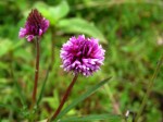 Trifolium simense