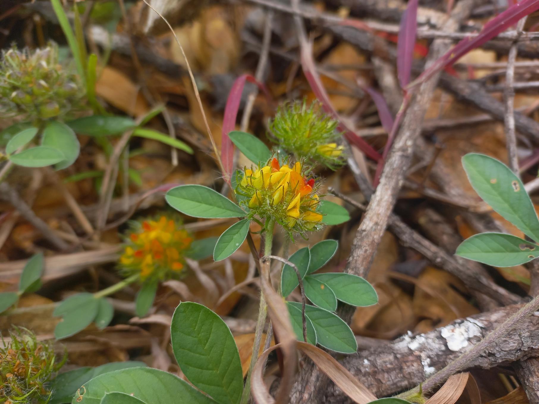 Crotalaria ononoides Crotalaria ononoides