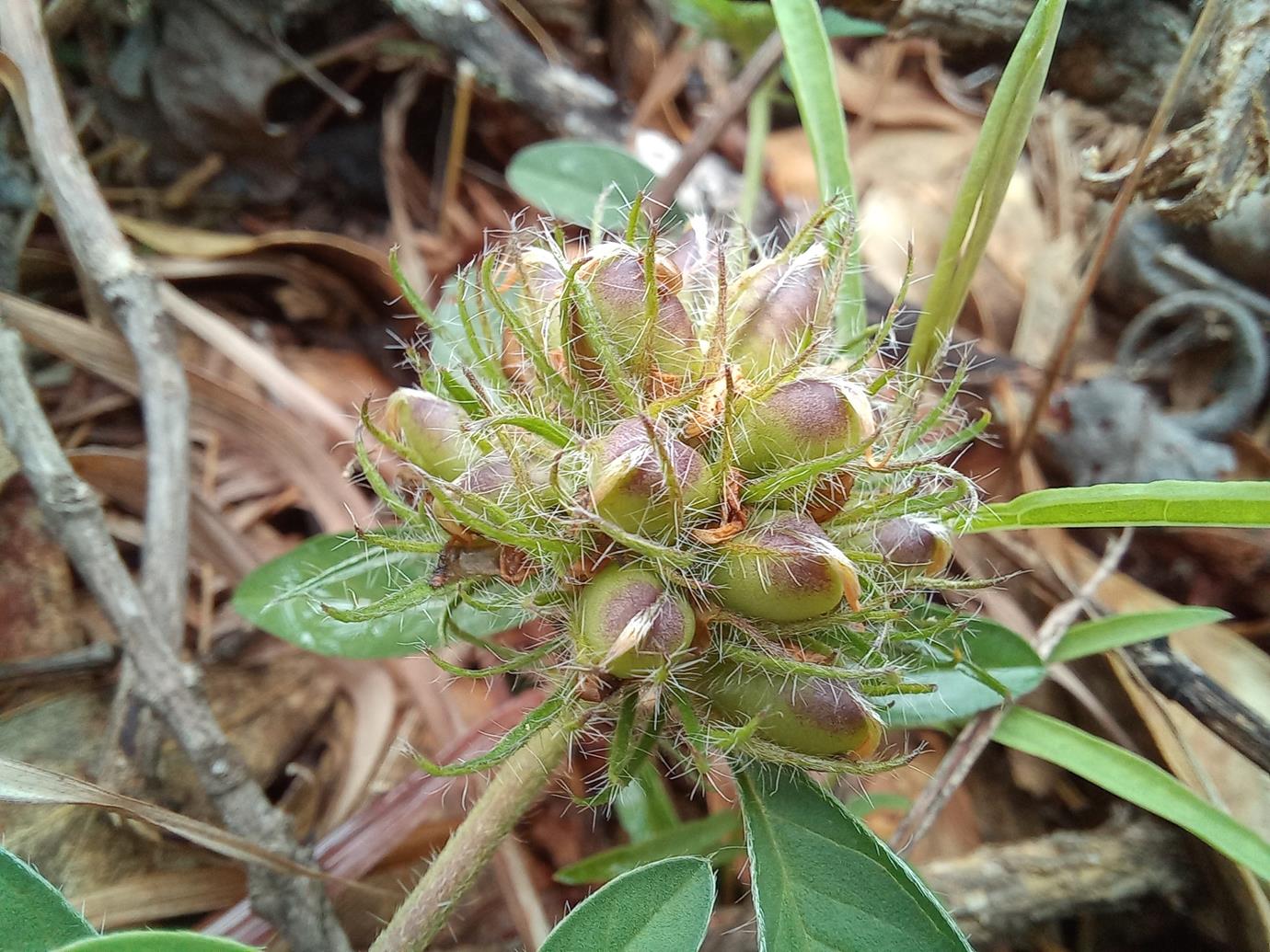 Crotalaria ononoides Crotalaria ononoides
