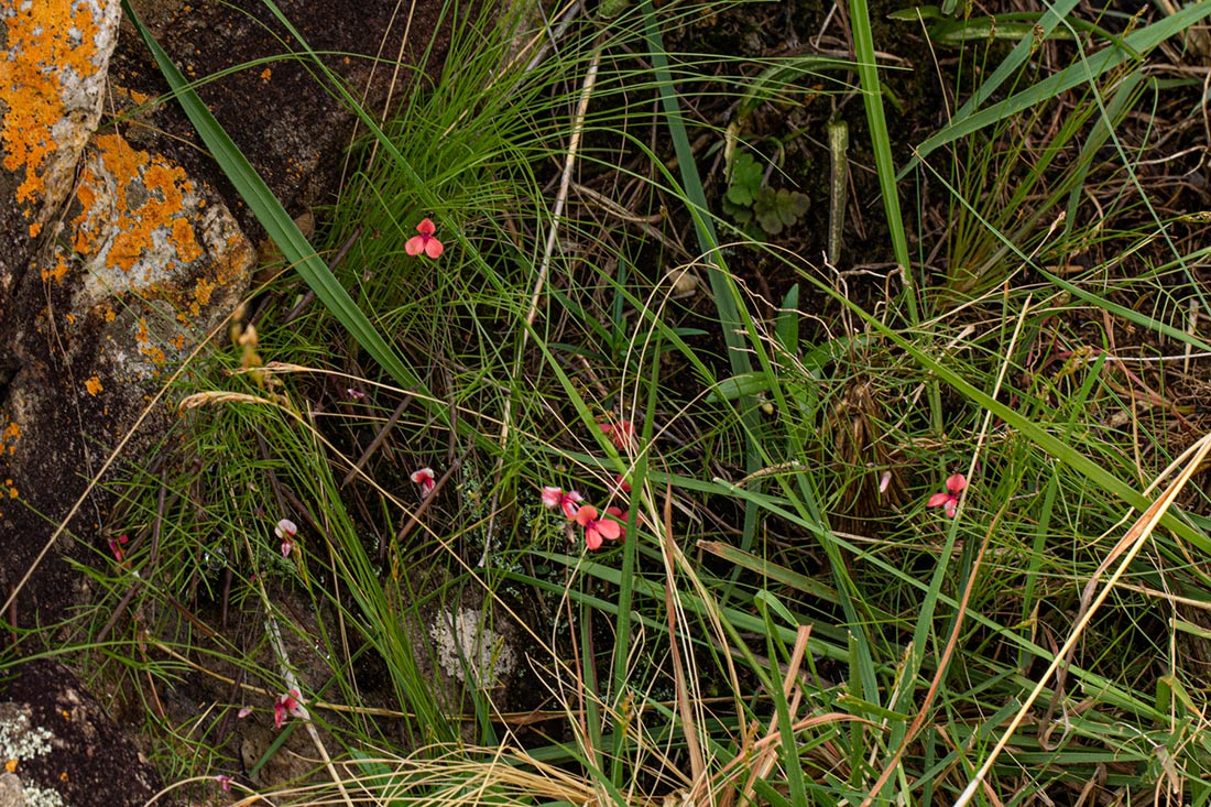 Microcharis asparagoides Microcharis asparagoides