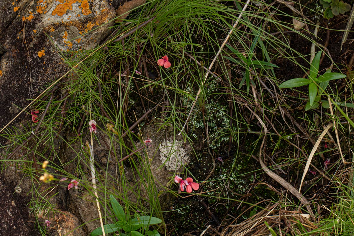 Microcharis asparagoides Microcharis asparagoides