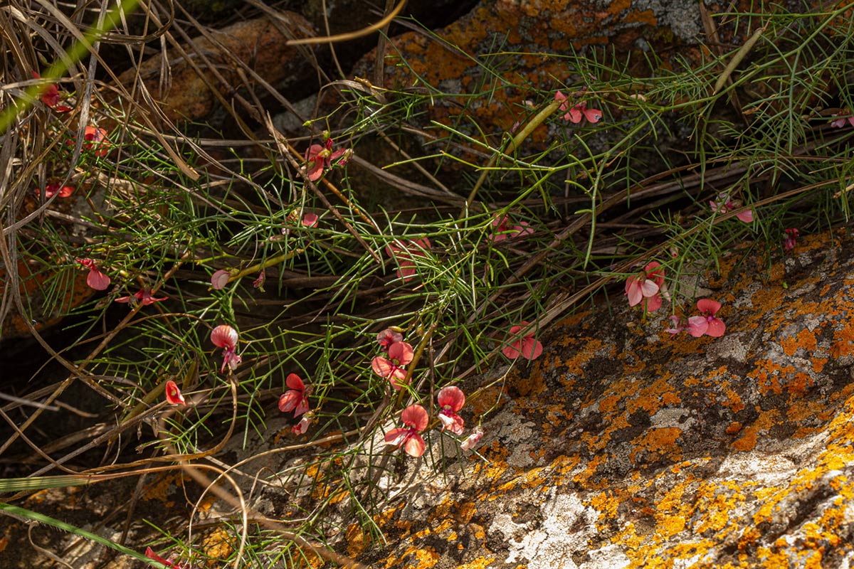 Microcharis asparagoides