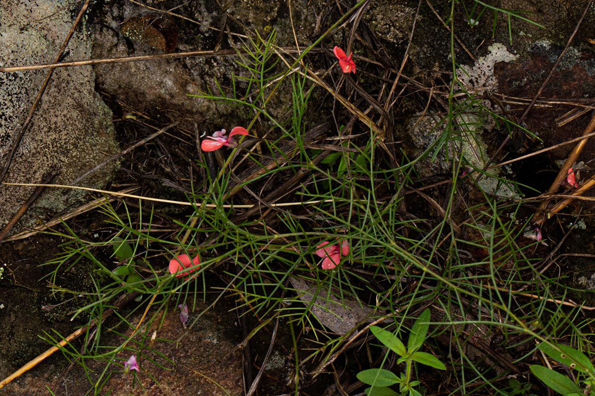 Microcharis asparagoides