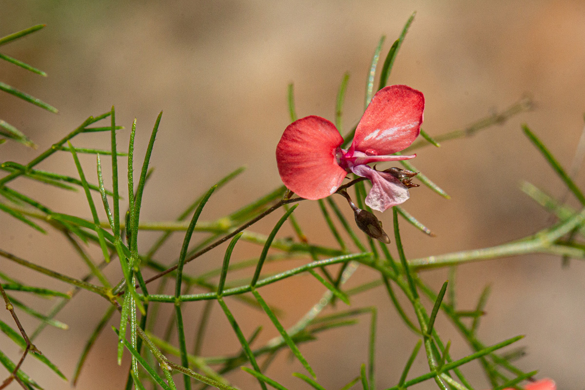 Microcharis asparagoides Microcharis asparagoides