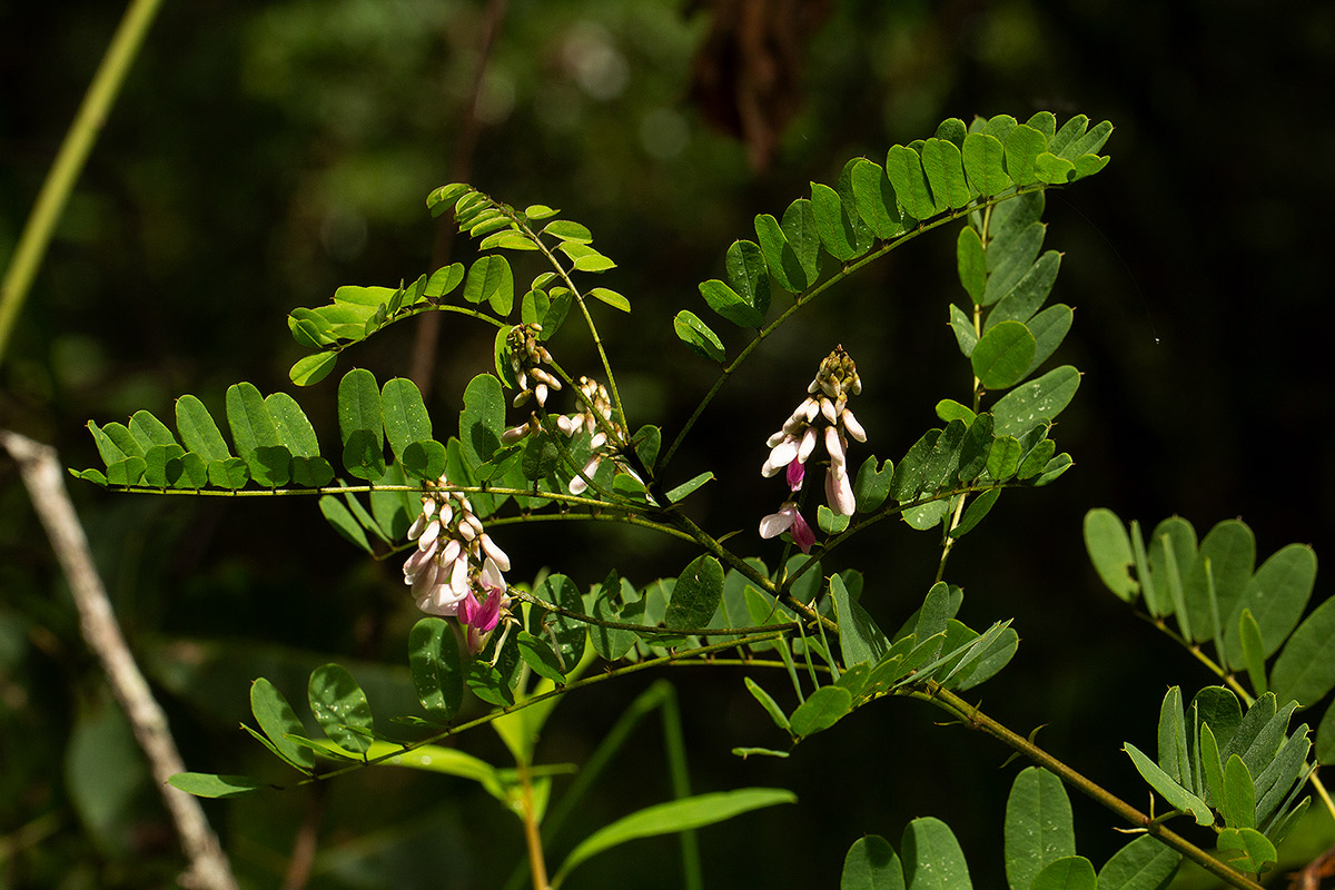 Indigofera roseo-caerulea